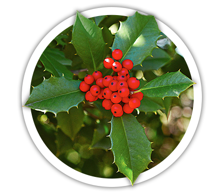 Падуб гостролистий / Ilex aquifolium